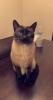 Siamese cat needs a new home