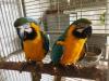 Macaw Parrots 6 year old DNA tested male/female hand tamed