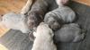 AKC Silver Labrador Puppies
