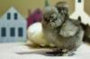 Baby chicks for sale silky silkie silkies hen hens chickens