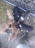 Fox terrier mix puppies