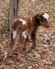 Bottle  Beef  Calf   11-1-2023. cattle milker cow heifer calf