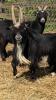 Pygmy billy goat - beautiful breeder