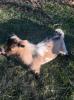 ADGA Registered Nigerian Dwarf Buck Goat