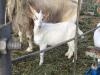 Goat buckling for sale