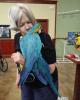 Macaw parrot# talking birds