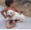 AKC registered Labrador puppy - yellow purebreed lab pup