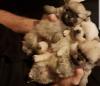 Lhasa Apso Puppies Kc Registered