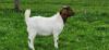 4 Katadhin lambs, 2 Boer goat wethers