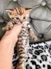 Bengal Kittens Brown Spotted Female