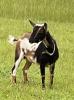 Milking Nigerian Dwarf Goat