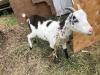 Baby goat for sale