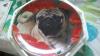 Brand New Porcelain Poppy Love Collectible Pug Plate