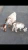 Nigerian Dwarf goat mom and baby boy
