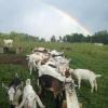 Goat kids and bred dairy does for sale; goat meat