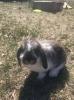 Mini Lop Rabbit Bunny