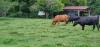Red Angus Cow and calf
