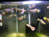 24k Gold Guppies Aquarium Fish