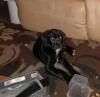 Black lab puppy needs a new home