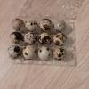 Fertilized Coturnix Sparkly Quail eggs for hatching. West Valley,