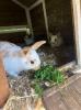 Mini Rex-Cross Baby Rabbitt Bunnies