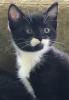 4 Ragdoll Kittens - 2 Mustache Tuxedo - 2 Chocolate-Black
