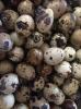 Fertile quail Eggs