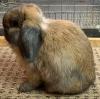 Holland Lop Bunny Rabbit Show Quality