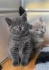 Lovely British Shorthair Kittens For Sale