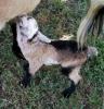 Pygmy/Dwarf Nigerian baby goat