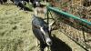 alpine goats for sale,milkers,babies,bucks and withers