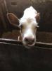Ayrshire bull calf