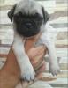 Playful Pug Pups Looking For A New Loving Home!